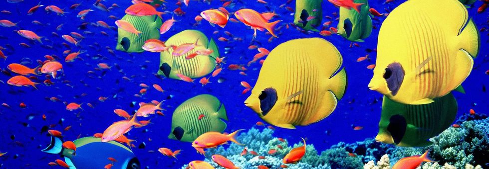 レビュアーのカバー画像