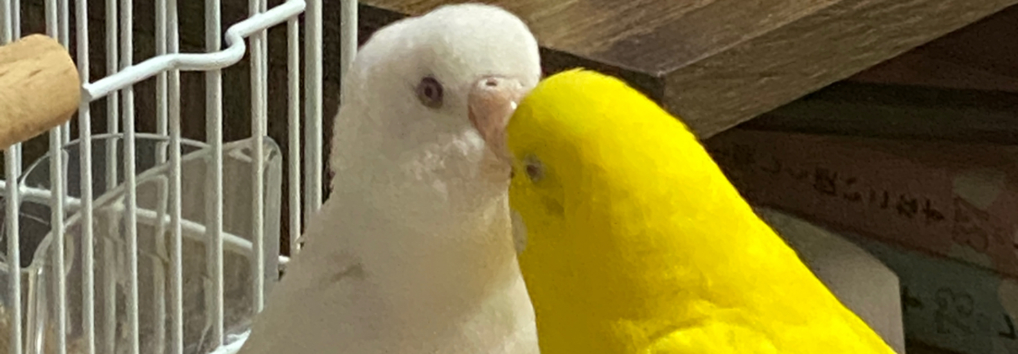 レビュアーのカバー画像