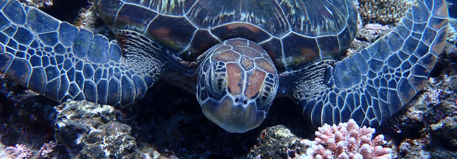 レビュアーのカバー画像