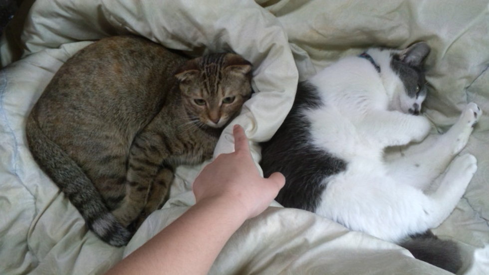 レビュアーのカバー画像