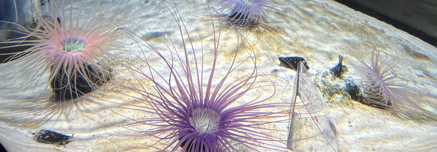 レビュアーのカバー画像