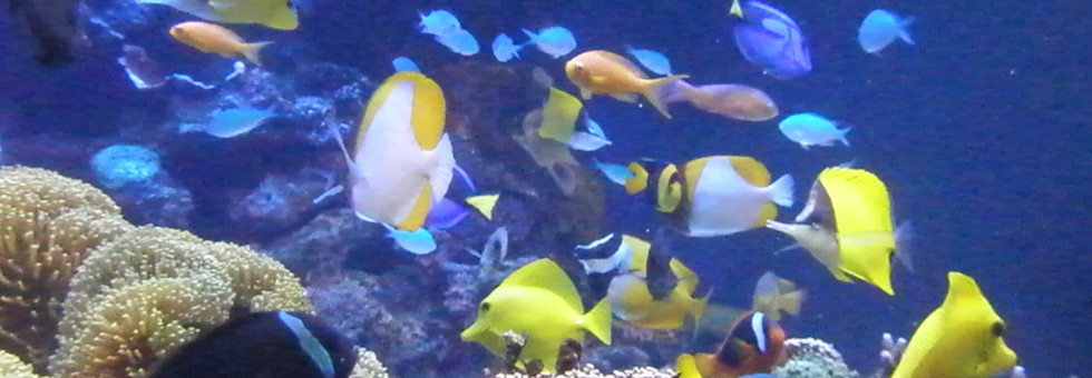 レビュアーのカバー画像