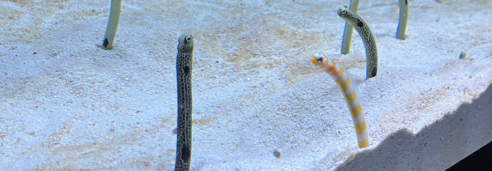 レビュアーのカバー画像