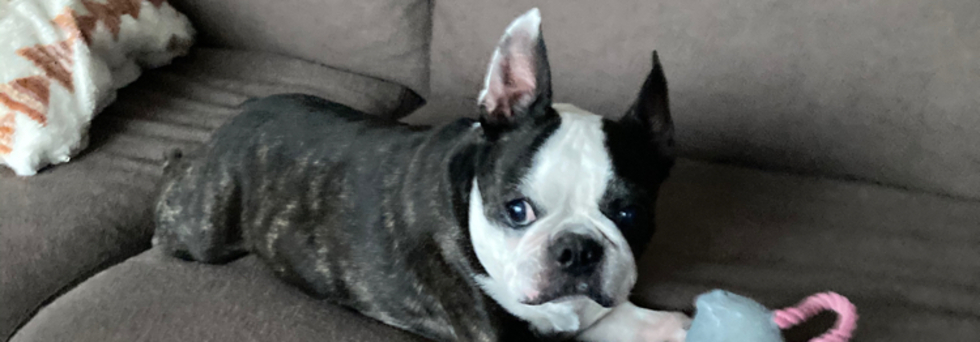 レビュアーのカバー画像