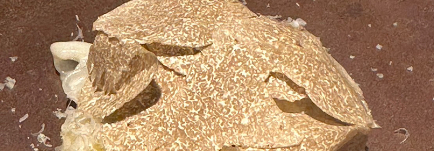 レビュアーのカバー画像