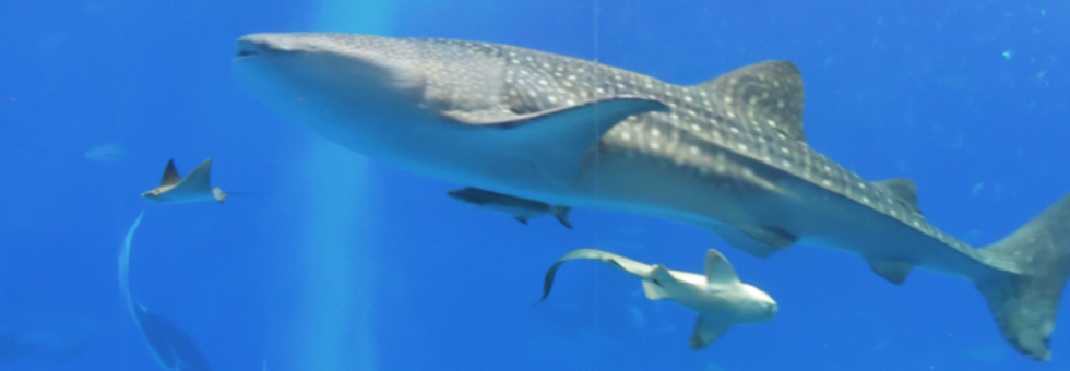 レビュアーのカバー画像