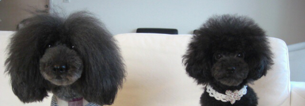 レビュアーのカバー画像