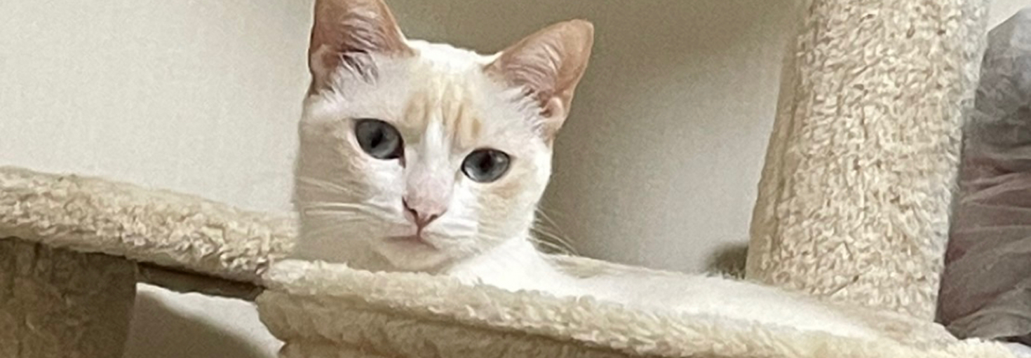 レビュアーのカバー画像