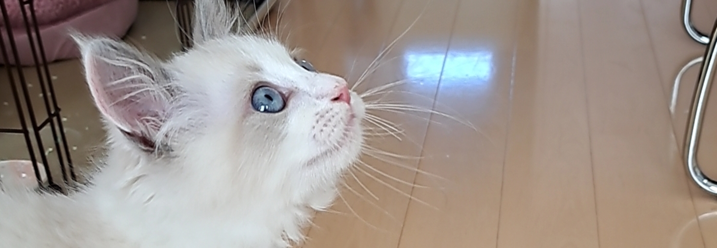 レビュアーのカバー画像