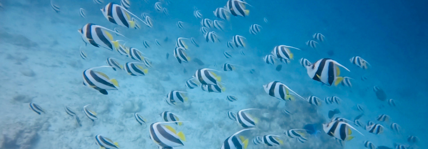 レビュアーのカバー画像