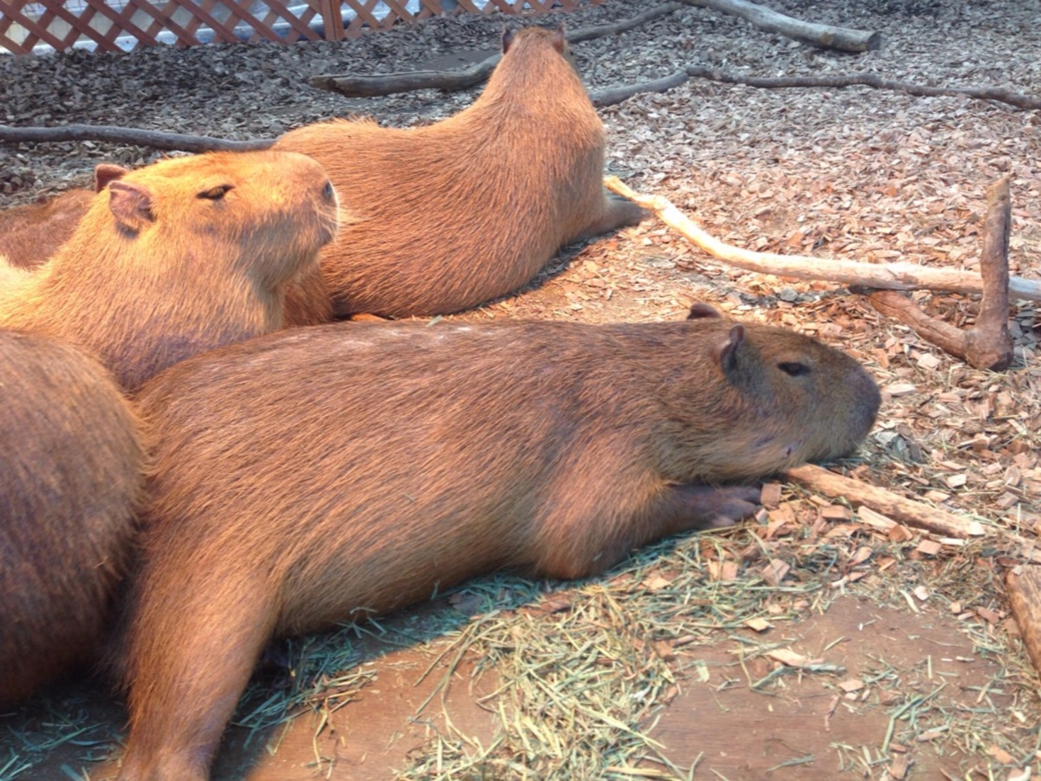 レビュアーのカバー画像