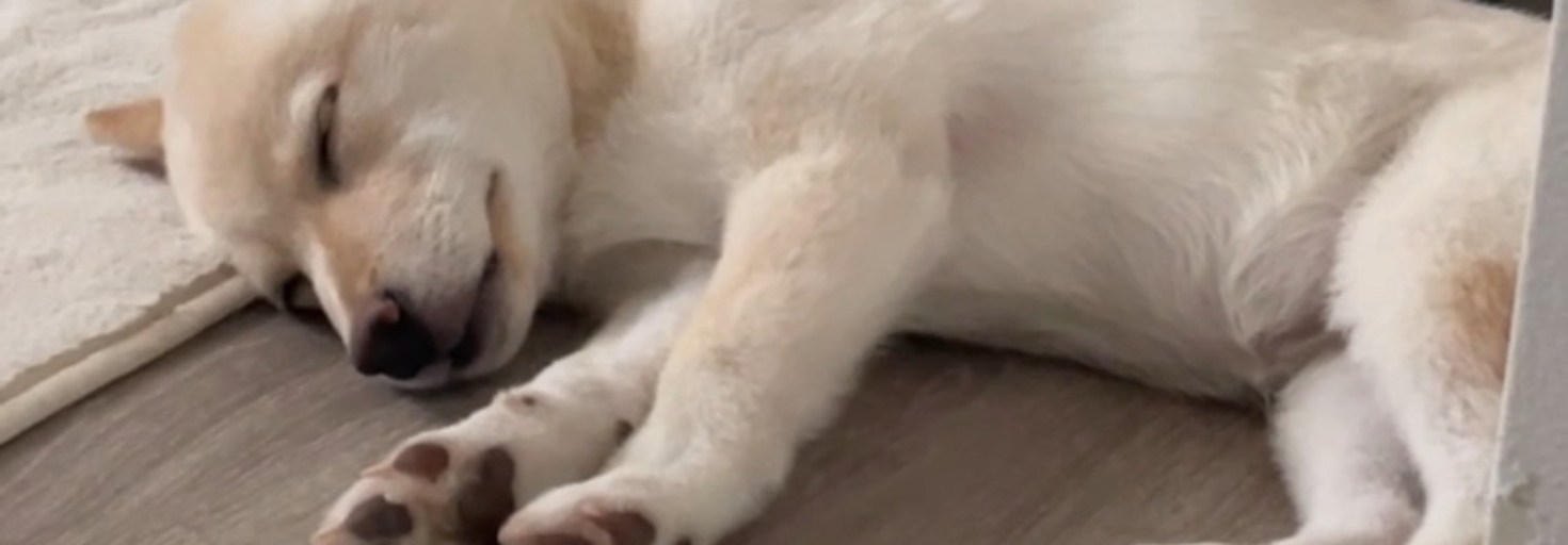 レビュアーのカバー画像