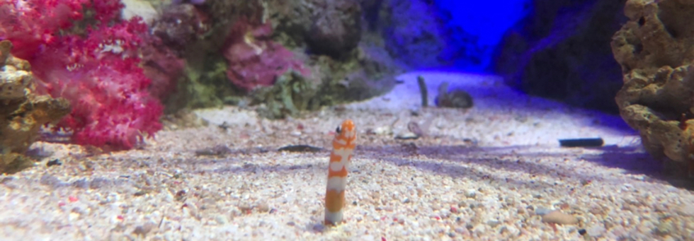 レビュアーのカバー画像