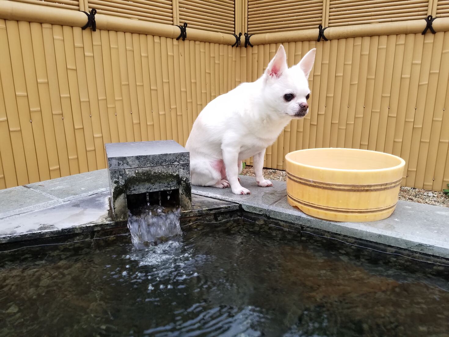 レビュアーのカバー画像