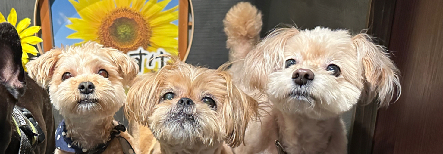 レビュアーのカバー画像