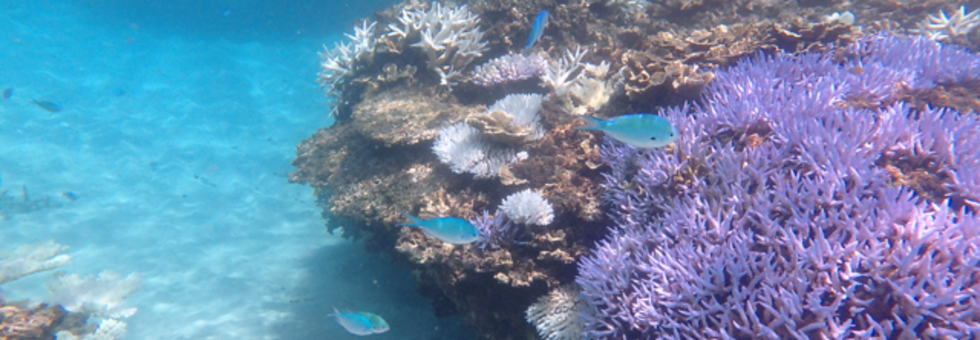 レビュアーのカバー画像