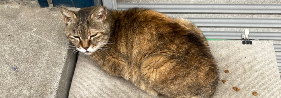 レビュアーのカバー画像