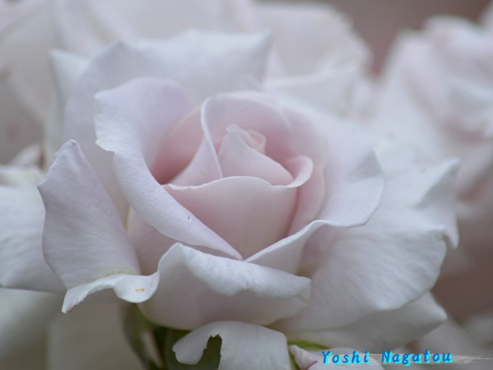 レビュアーのカバー画像