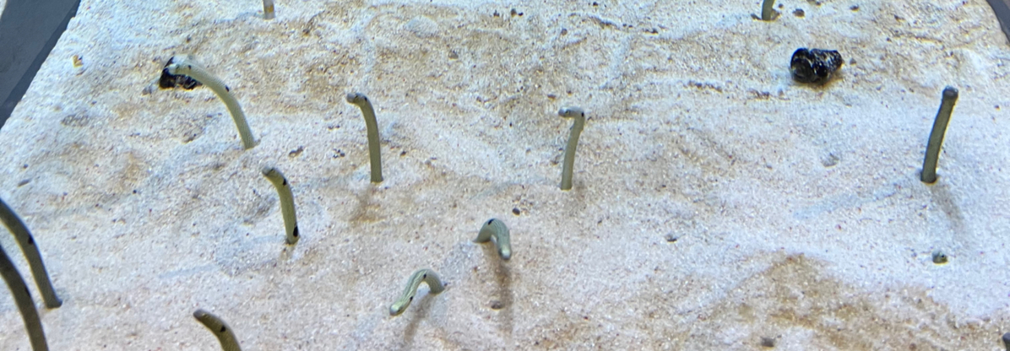 レビュアーのカバー画像