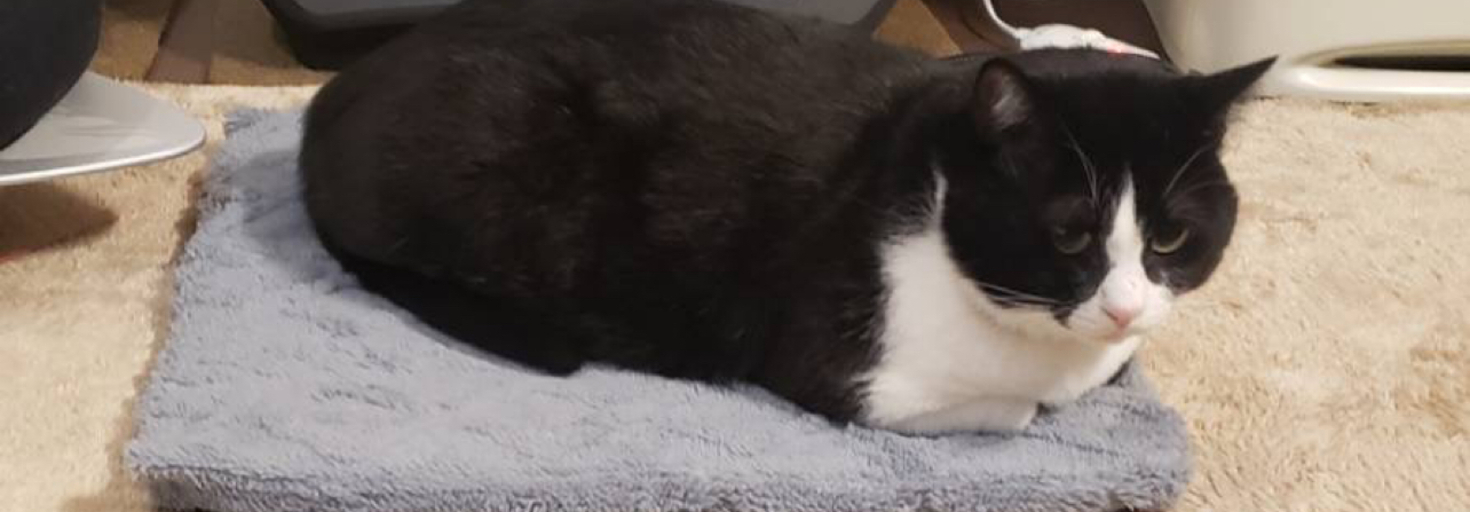 レビュアーのカバー画像