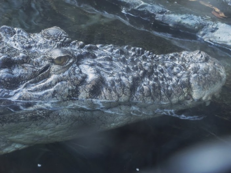 レビュアーのカバー画像