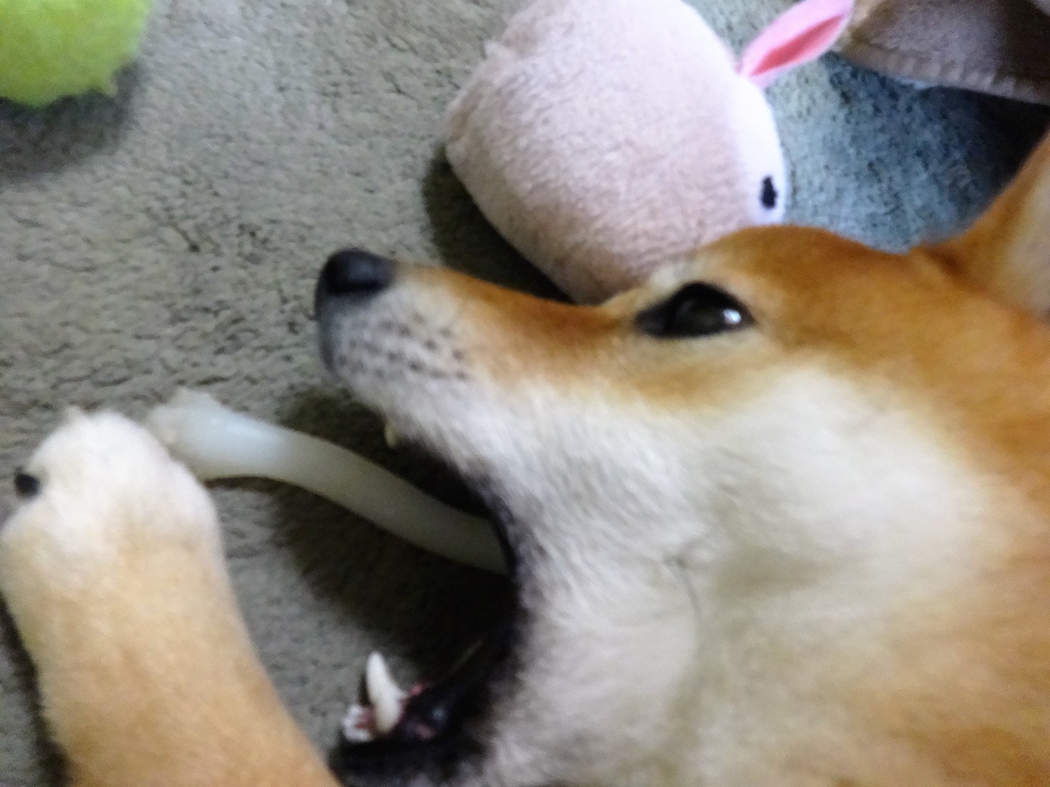 レビュアーのカバー画像