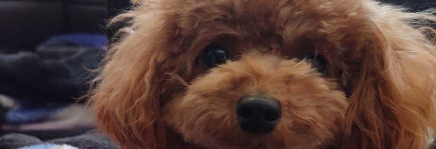 レビュアーのカバー画像