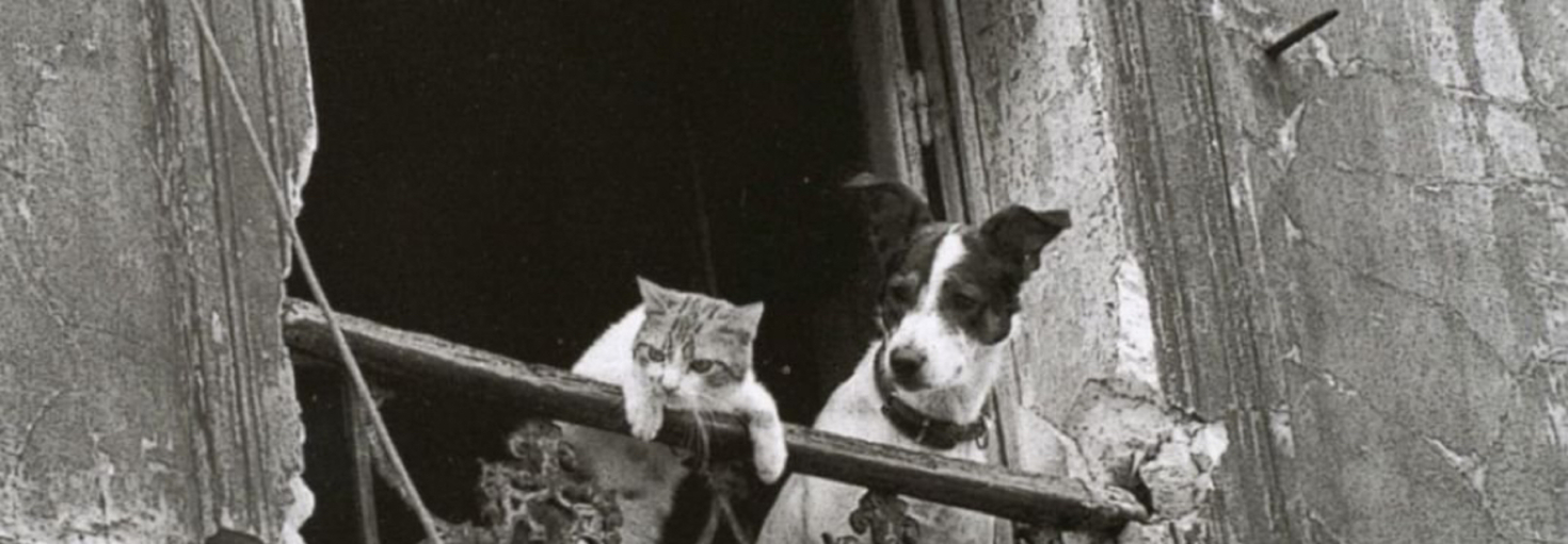 レビュアーのカバー画像