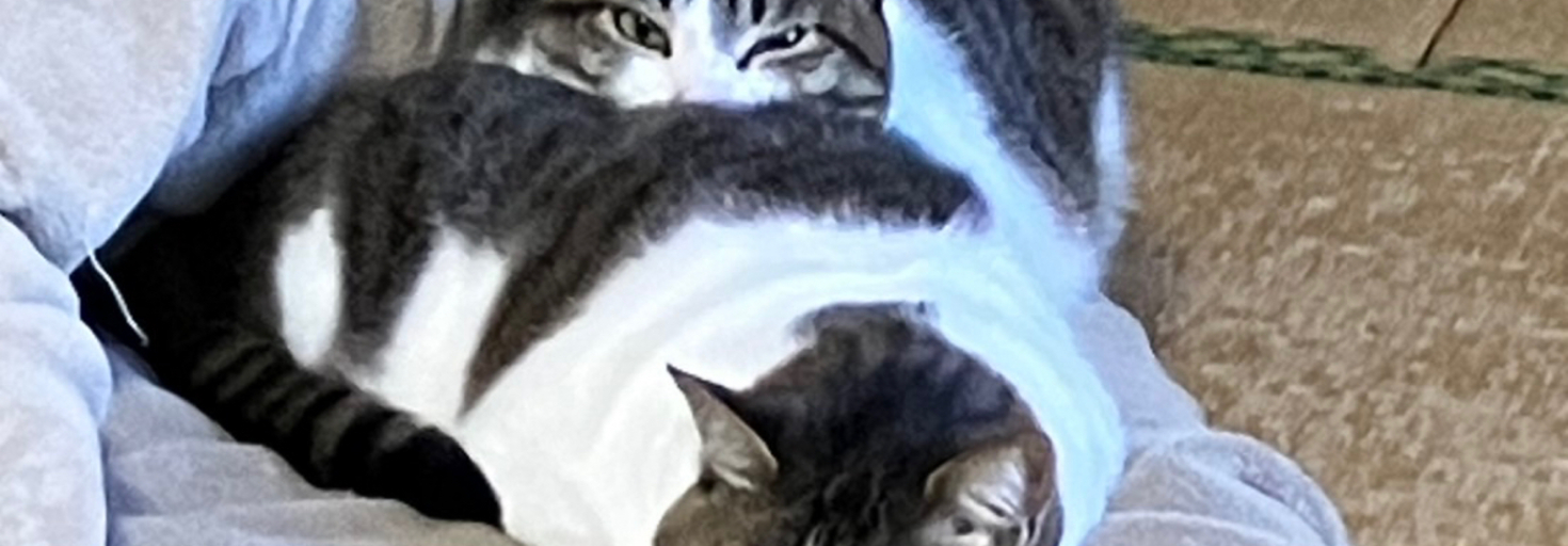 レビュアーのカバー画像