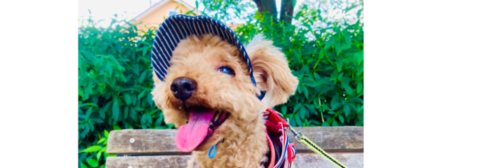 レビュアーのカバー画像