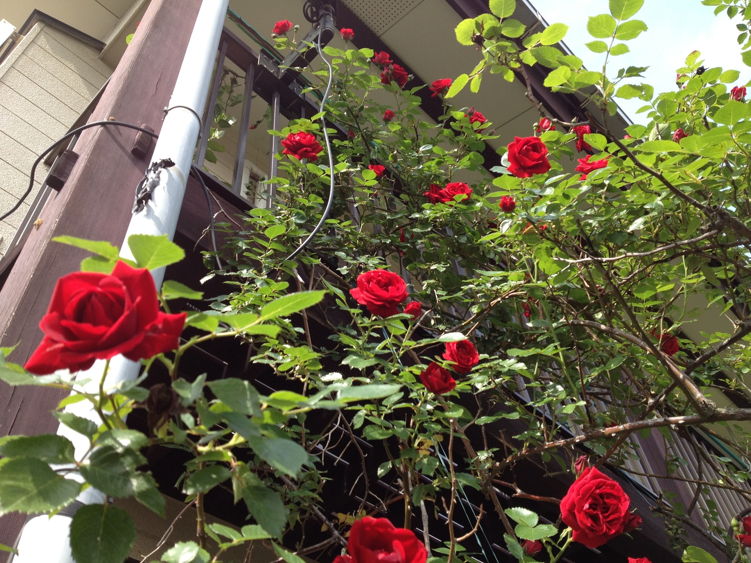 レビュアーのカバー画像