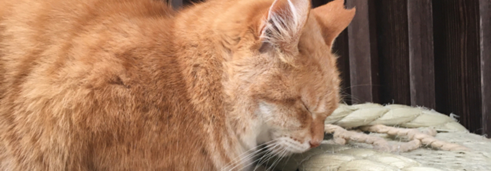 レビュアーのカバー画像