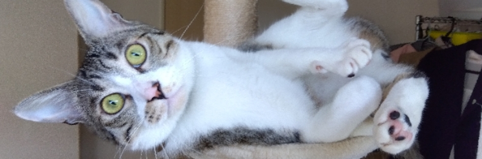 レビュアーのカバー画像