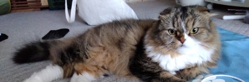 レビュアーのカバー画像