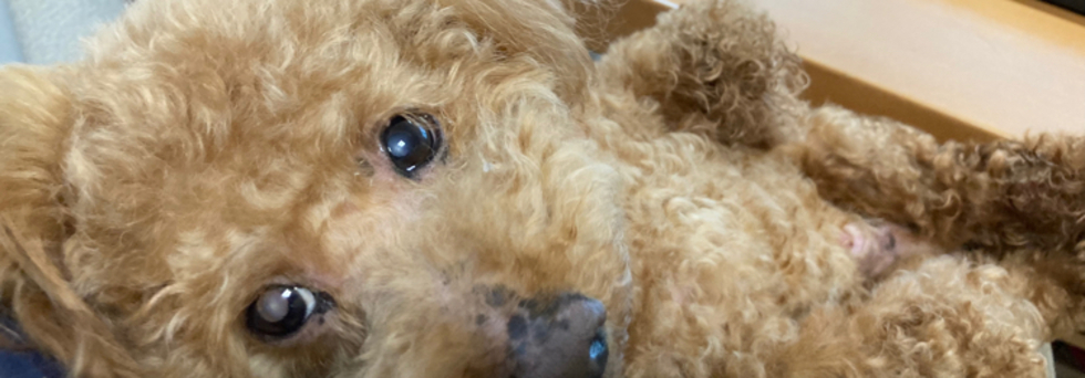 レビュアーのカバー画像