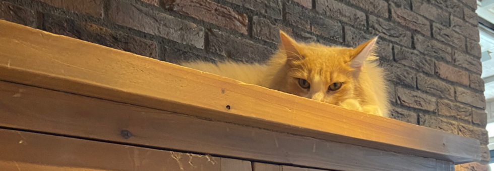 レビュアーのカバー画像