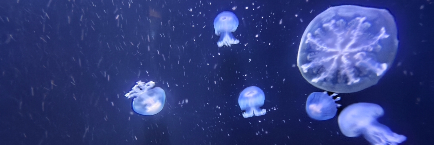 レビュアーのカバー画像