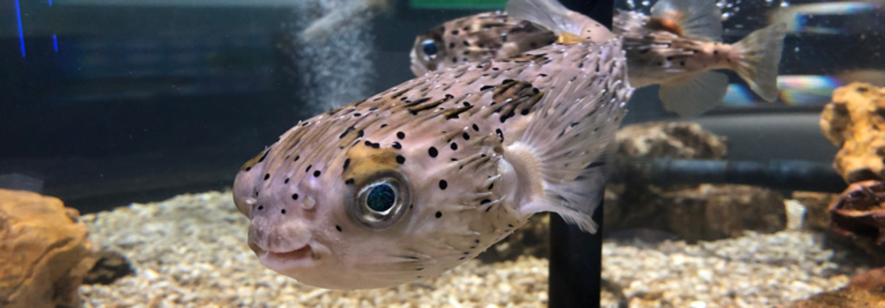 レビュアーのカバー画像