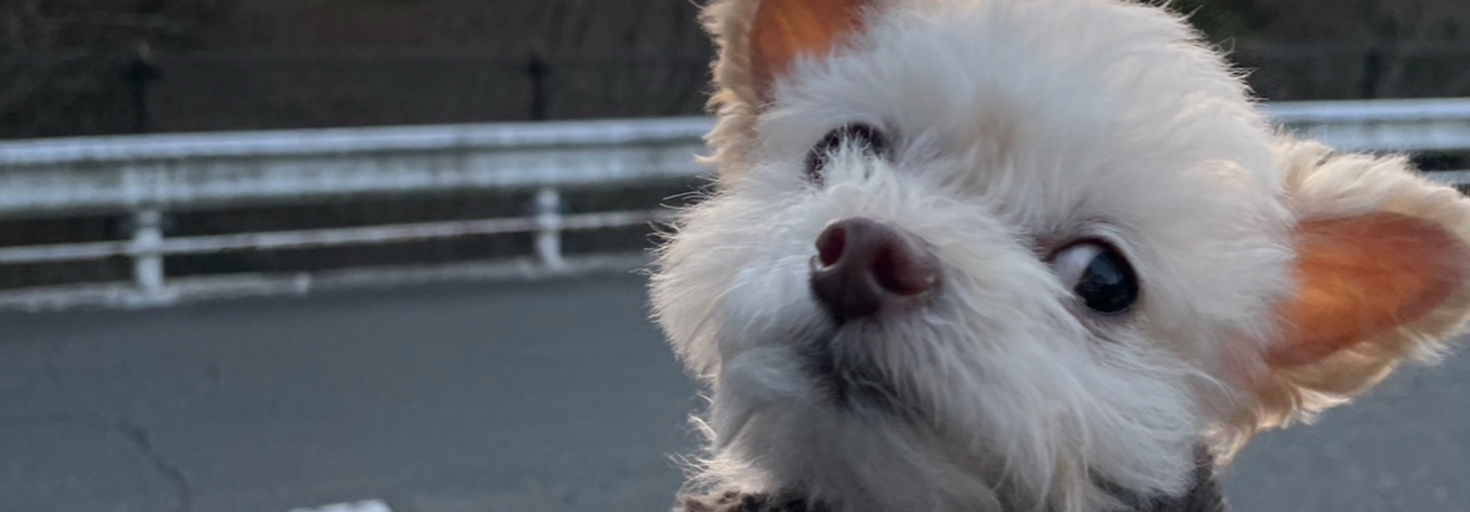 レビュアーのカバー画像