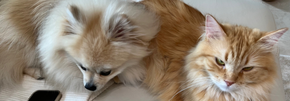 レビュアーのカバー画像