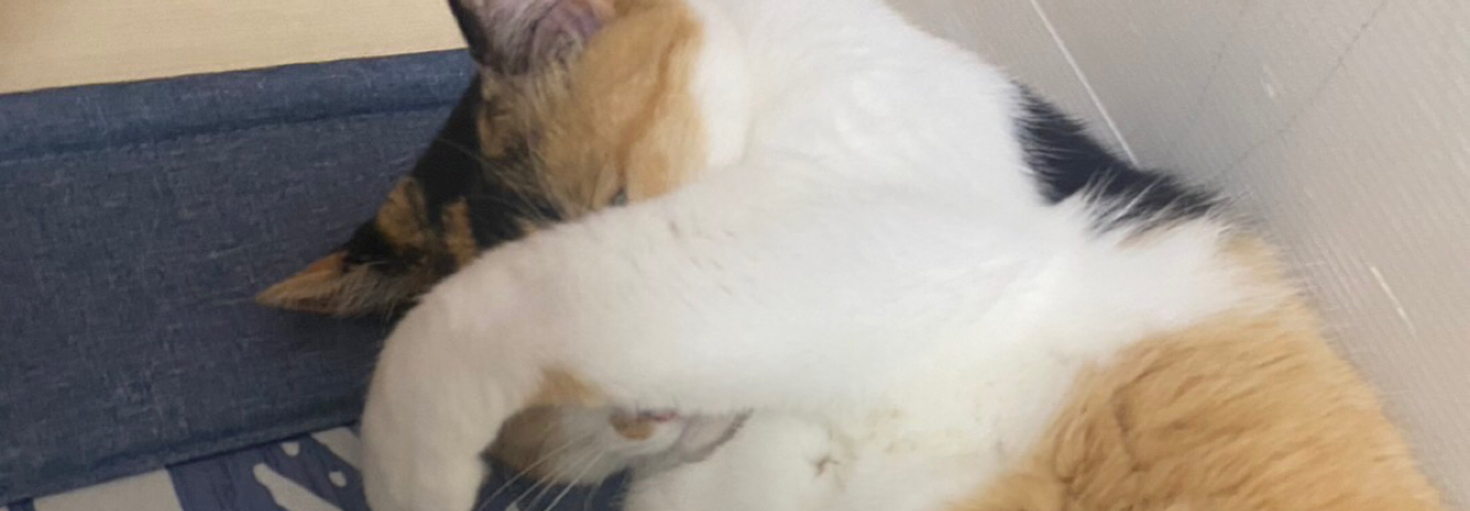 レビュアーのカバー画像