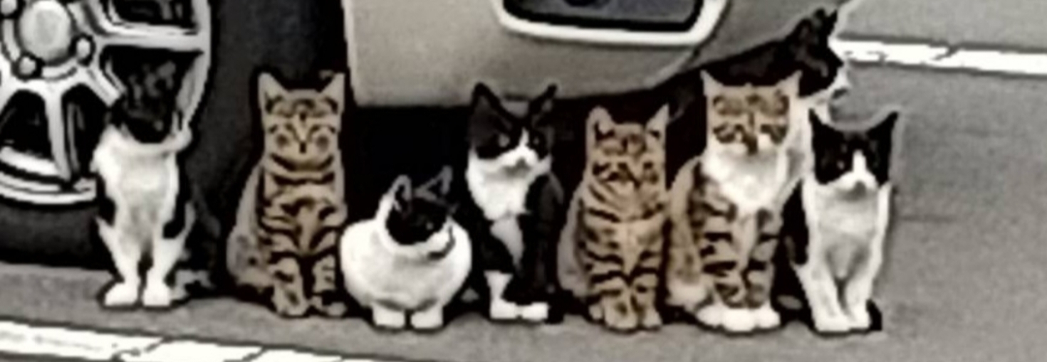 レビュアーのカバー画像