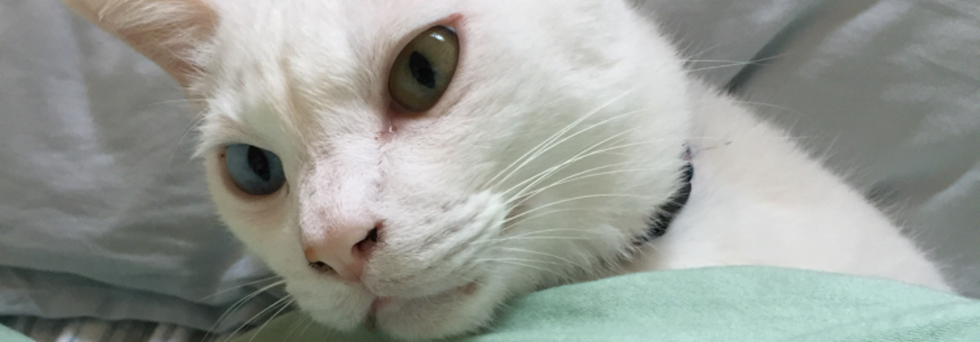 レビュアーのカバー画像