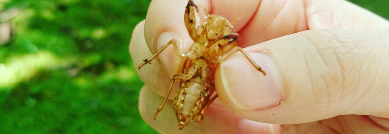 レビュアーのカバー画像