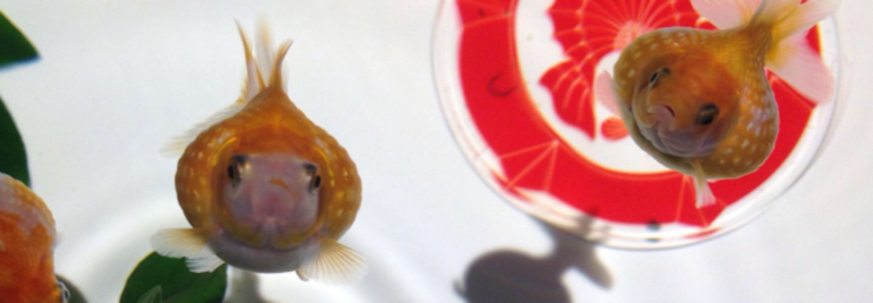 レビュアーのカバー画像