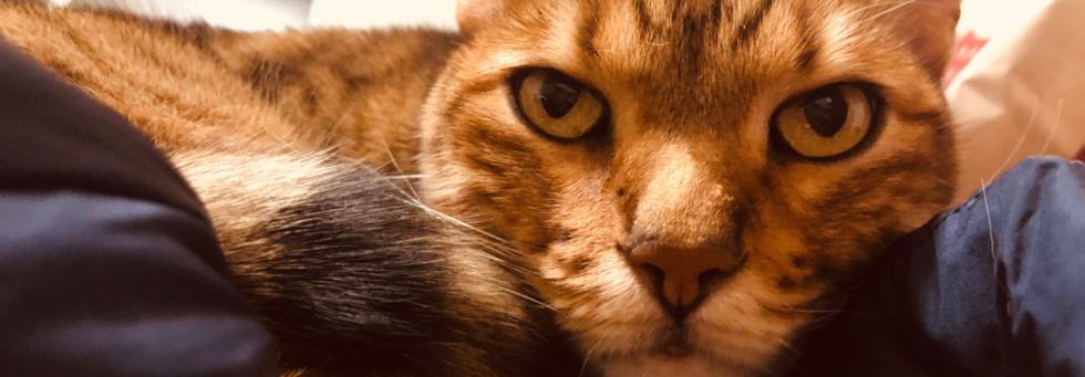 レビュアーのカバー画像