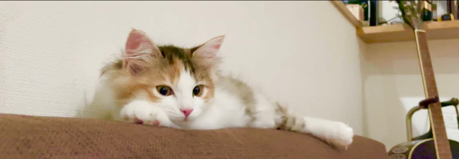 レビュアーのカバー画像