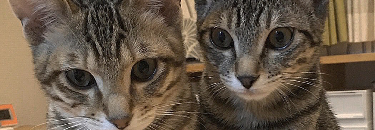 レビュアーのカバー画像