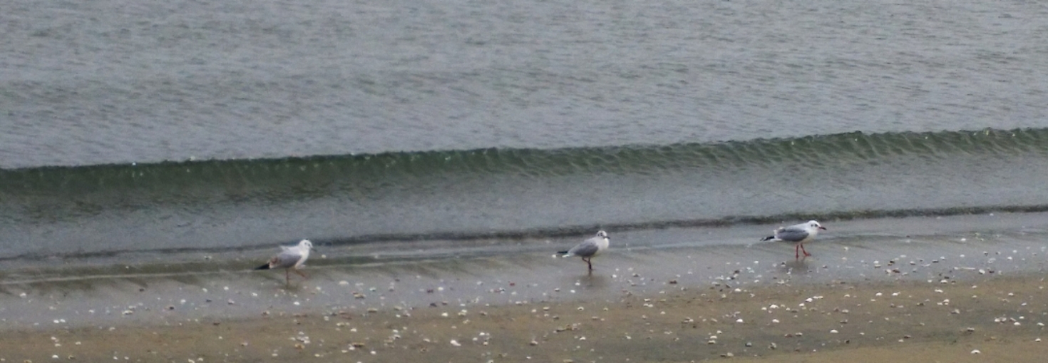 レビュアーのカバー画像