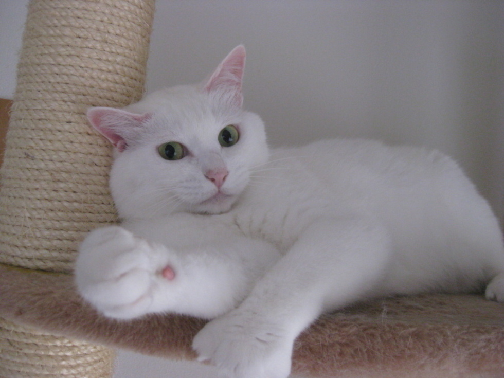 レビュアーのカバー画像